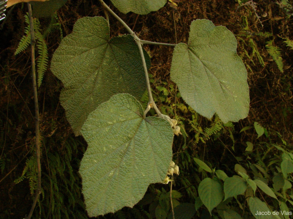 Rubus fairholmianus Gardner